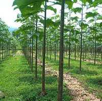 Pomi fructiferi, Paulownia inradacinata, Livrare RO.