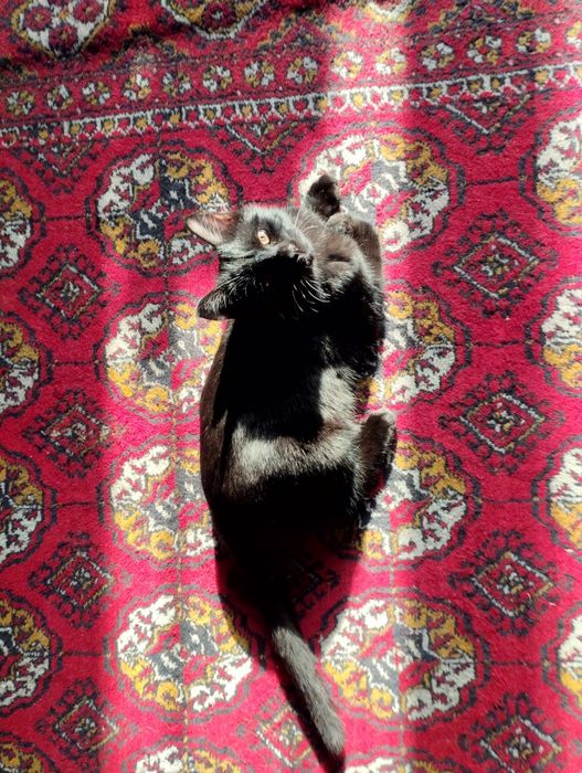 котёнок в поисках любви