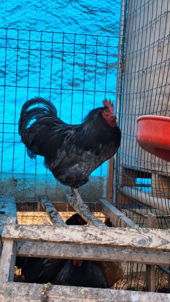 Cocos Australorp