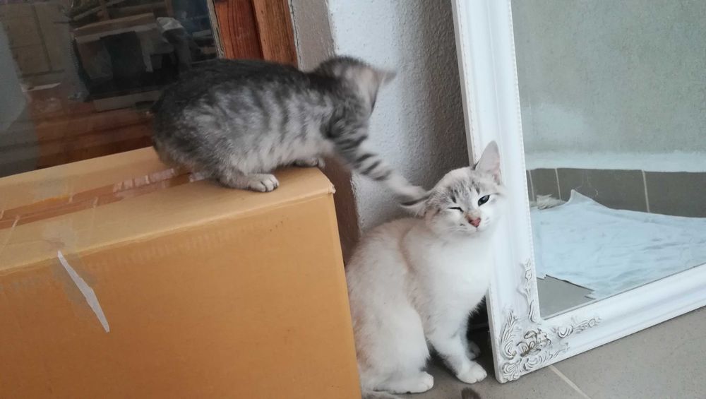 Търся дом за две котета