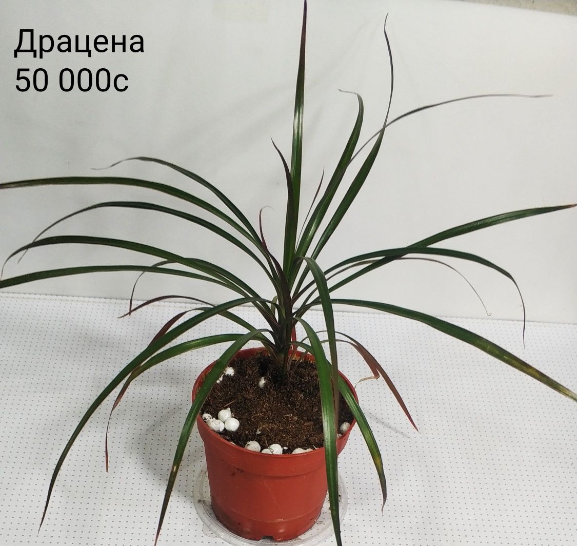 Комнатные сортовые цветы.