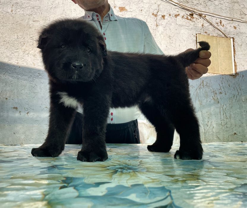 Щенок Алабая ( чистокровный )