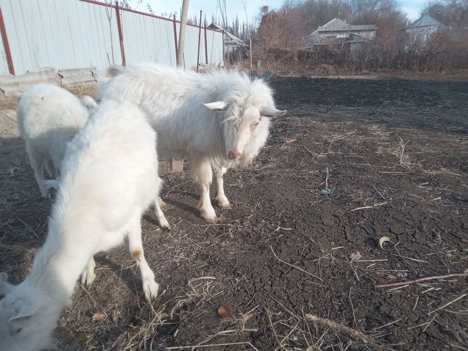 Козел теке вязка