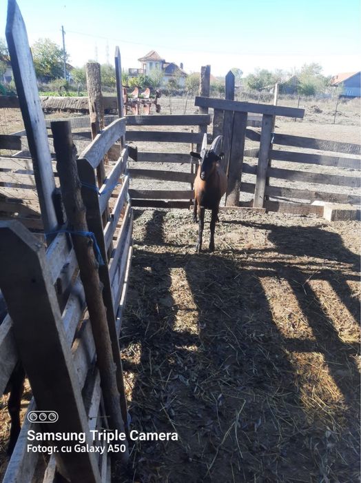 Vand tap alpin francez si o iada