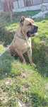 Ofer spre adoptie