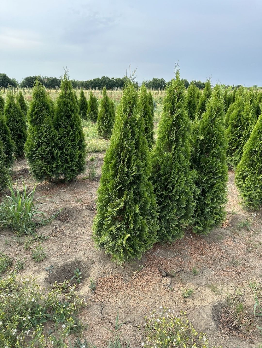 Tuia smaragd ( thuja ) cupressus leylandii 1.6m - 1.8m, gard viu verde