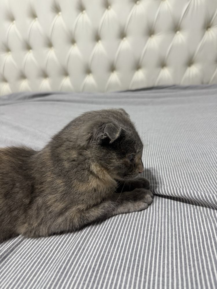Кошка красивая вислоухая отдам бесплатно