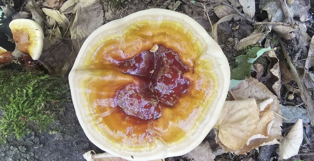 Ciuperca Ganoderma Lucidum