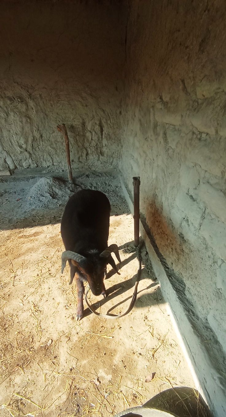 Qo'chqor Sotiladi