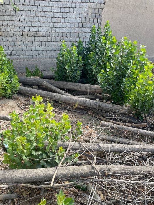 30 дона Терак сотилади