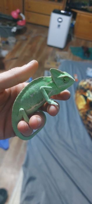 Veiled cameleon.