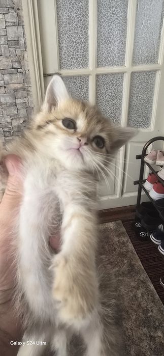 Золотистый шиншилла