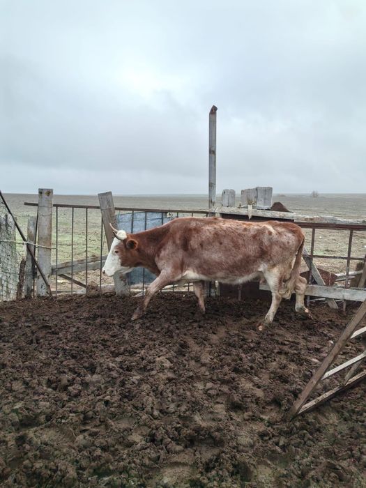 Сутти сыирдар сатылады