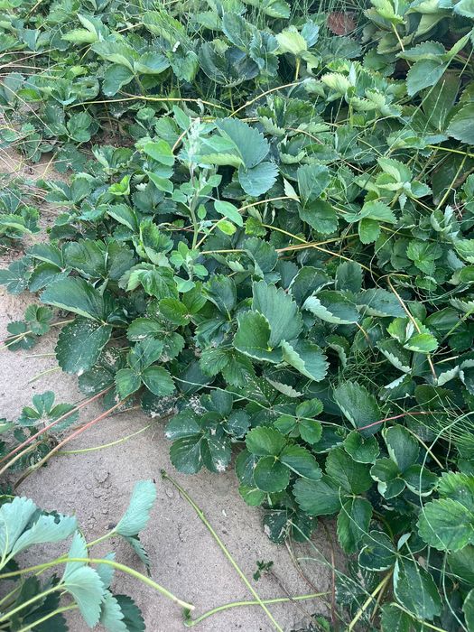 Vând stoloni capsuni