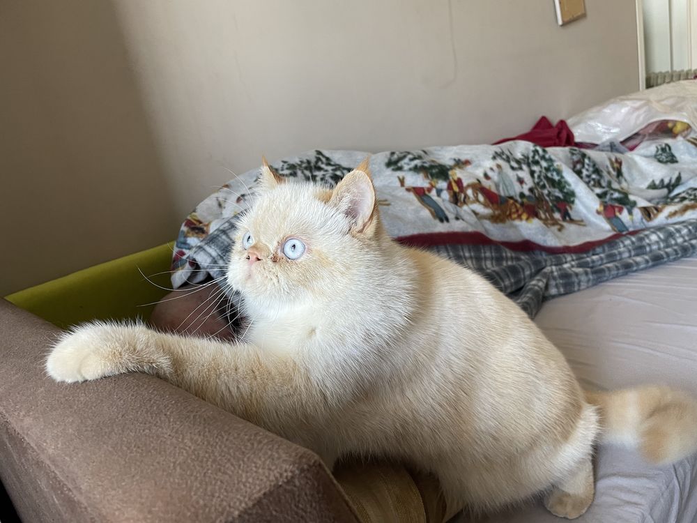 Кот Экзот вязка
