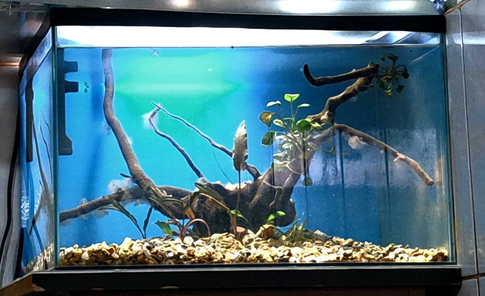 Acvariu  ultraclar   44  de  litri  si filtru extern Jbl 701  complet