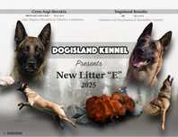 Malinois pui cu pedigree