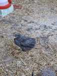 Pui Plymouth Rock 2,5 luni