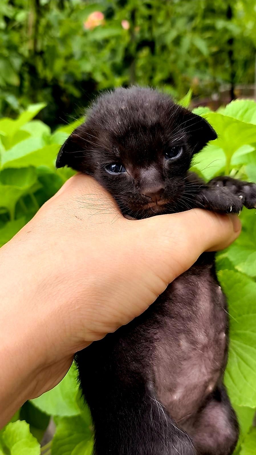 КОТЯТА! ЧУДЕСНЫЕ Ориенталы ! !