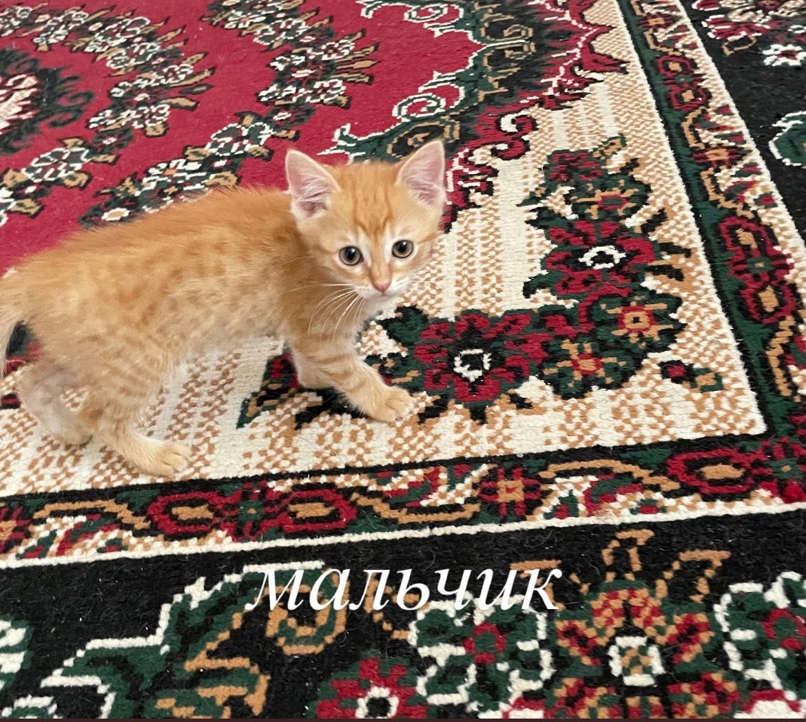 Котята в добрые руки