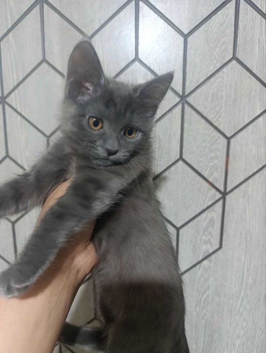 продам породистого котенка