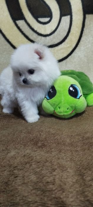 Продаются щенки померанского шпица