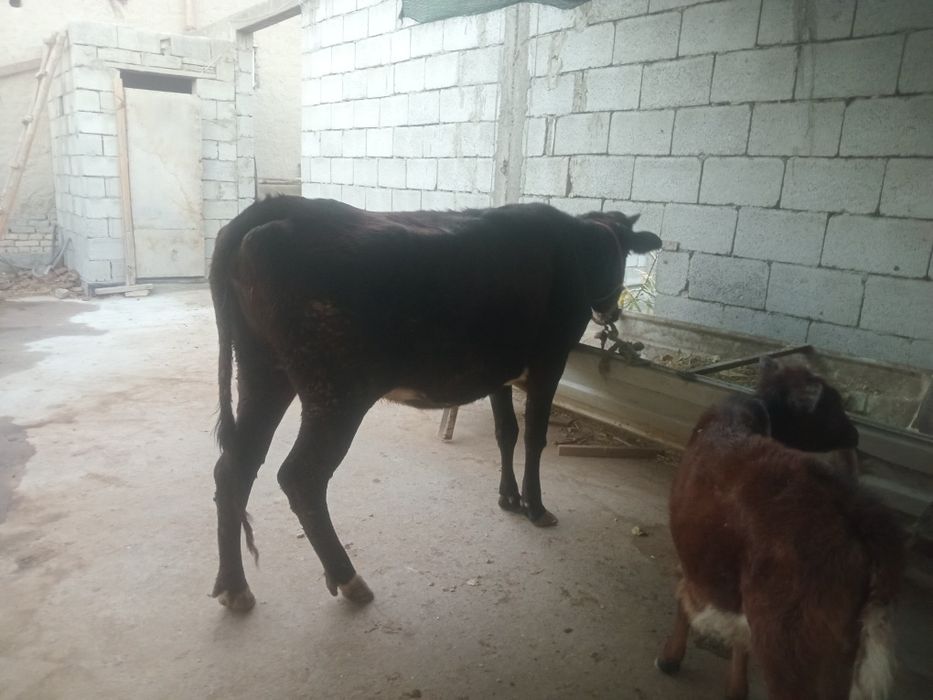 Ona Bola sigir sotiladi birinchi qorin bolasi G'unojincha  suti  yoq b