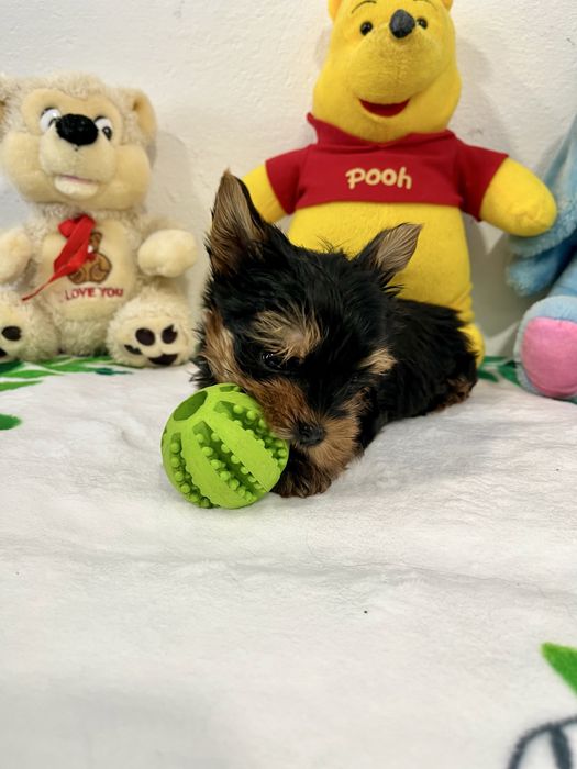 Йоркширски териер-Мини йорки