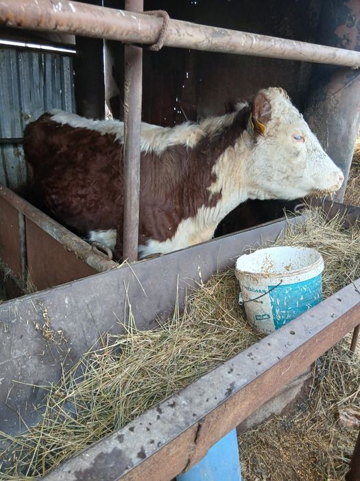 Продам на откорме молодняк