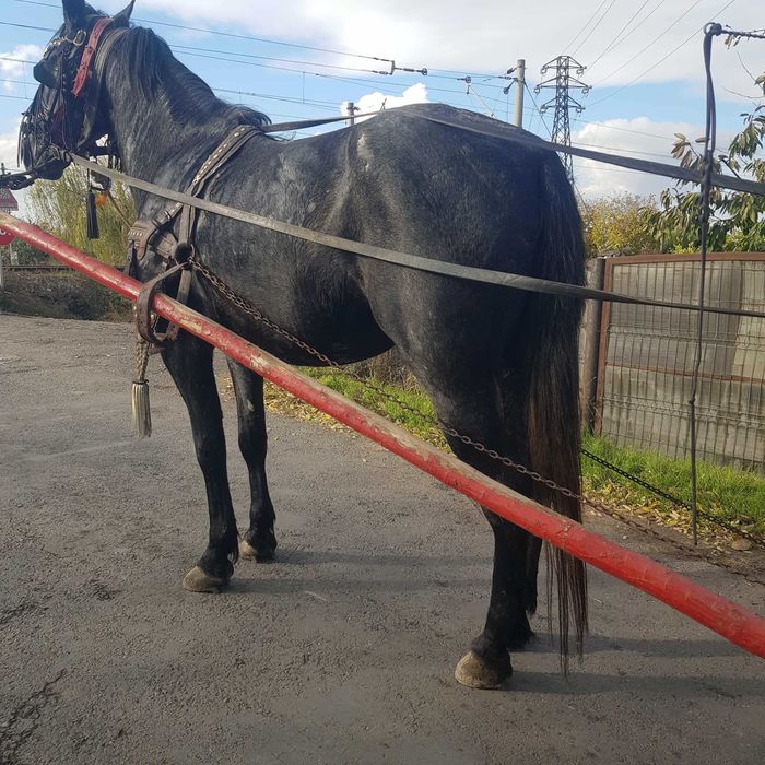 Vind iapa de trei ani