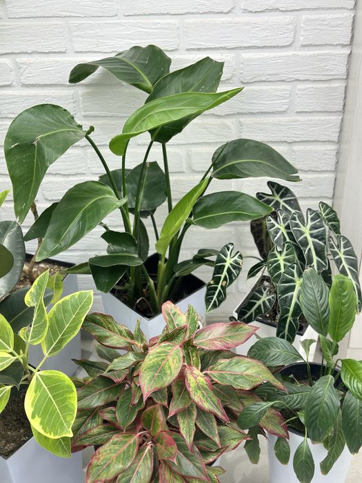 Растения-естественный фильтр воздуха