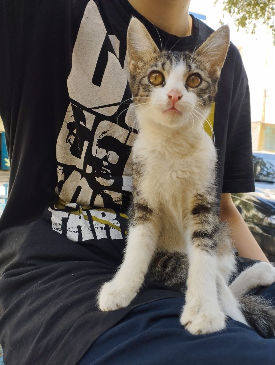В добрые руки котенок
