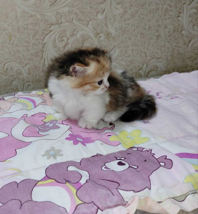 Продается шикарный котенок Манчкин, девочка.