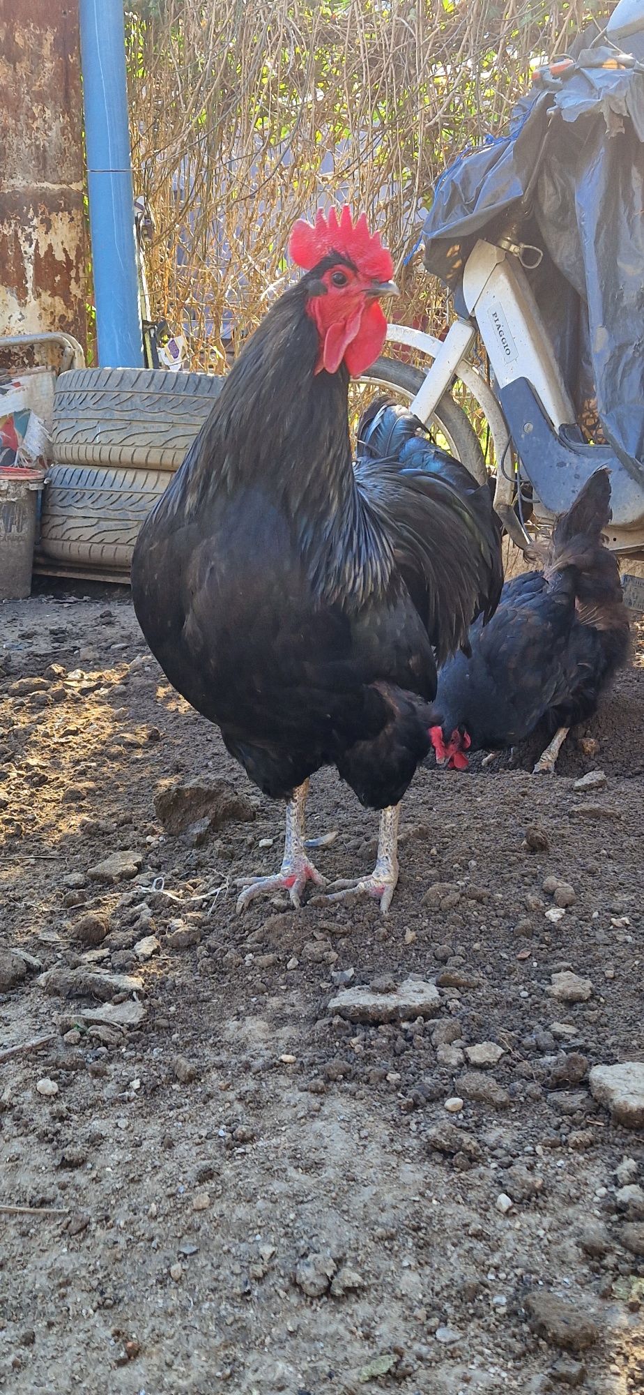 Vand cocos Australorp