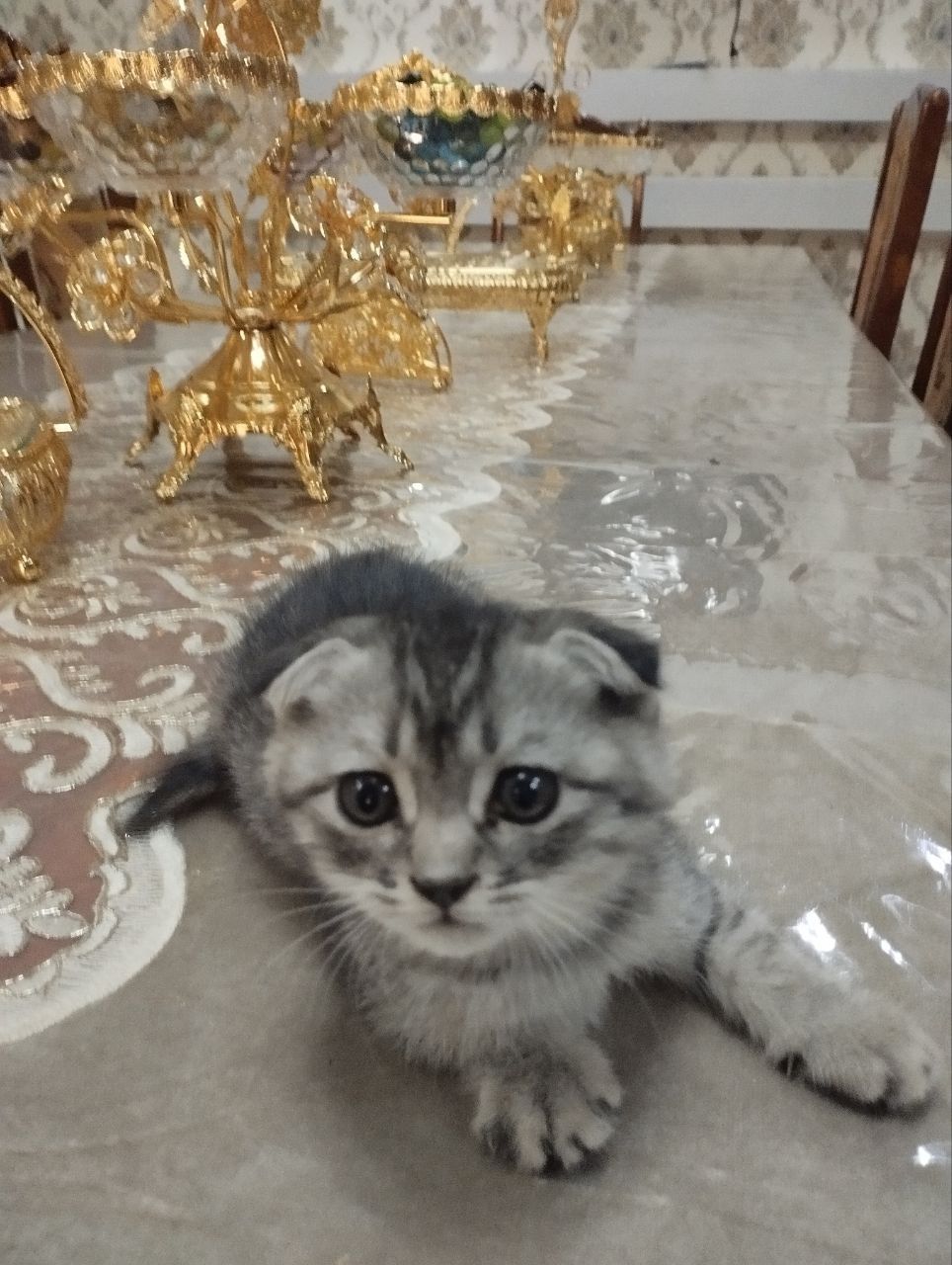 Продаётся котёнок