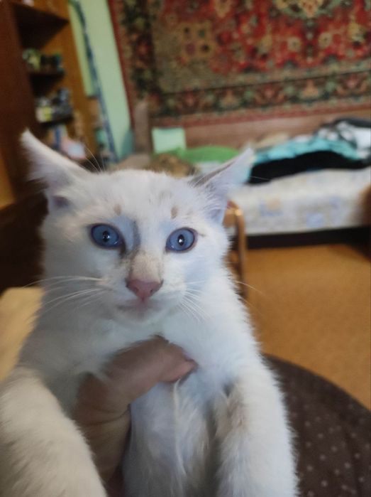 Кот, кошка, котенок