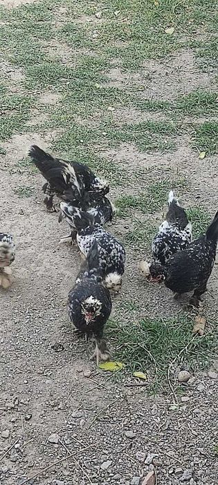 Yapon tovuqlar sotiladi