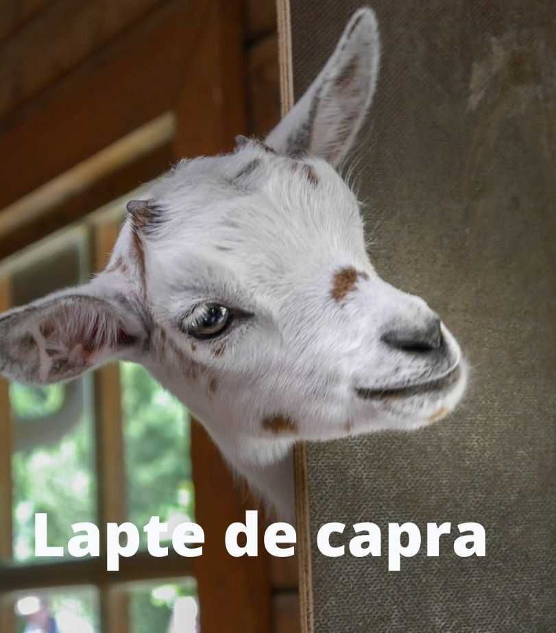 Lapte de Capra proaspat bio