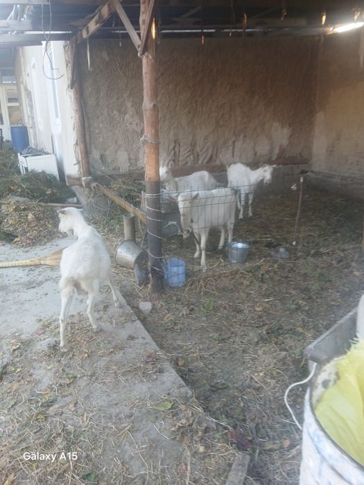 Zanin zotli echkilar sotiladi bugõz