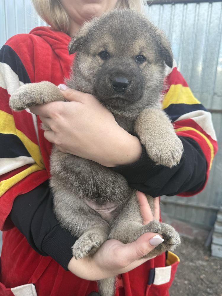 Продам классных щенков