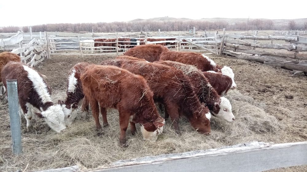 Бычки подсос в хорошем состоянии