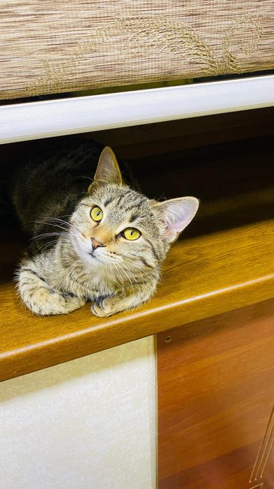 Отдам в добрые ответственные  руки.