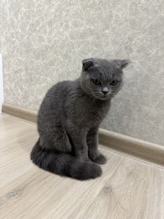 Кот, 6 месяцев, скоттиш фолд. Мальчик.