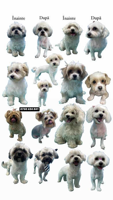 Tund câini și pisici la domiciliu