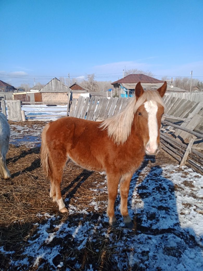 Продам жеребчика и кобылу