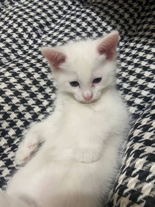 Продается котик турецкая ангора