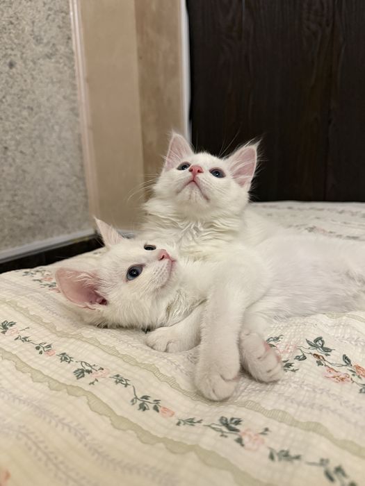 Отдаем котят в ласковые и любящие ручки