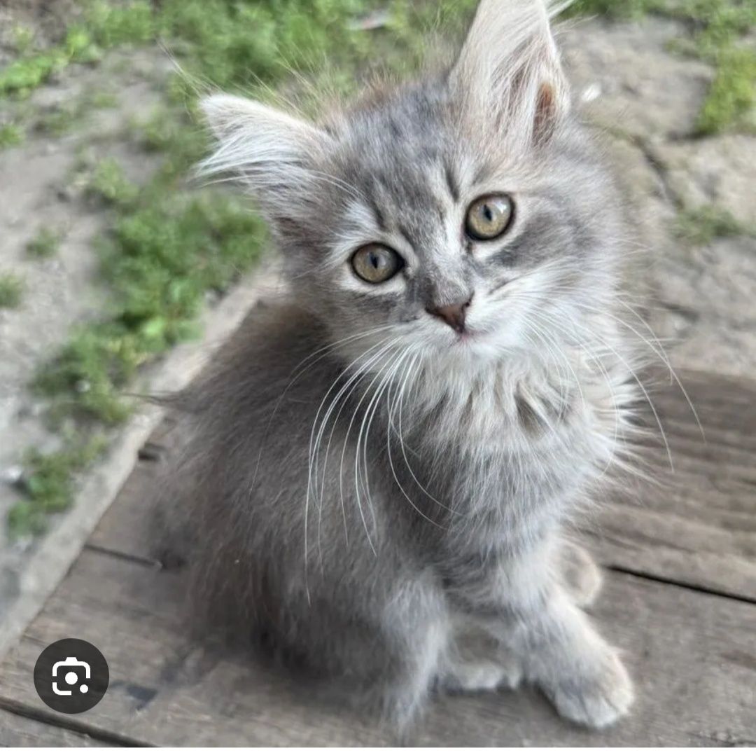 Отдадут котенка девочку