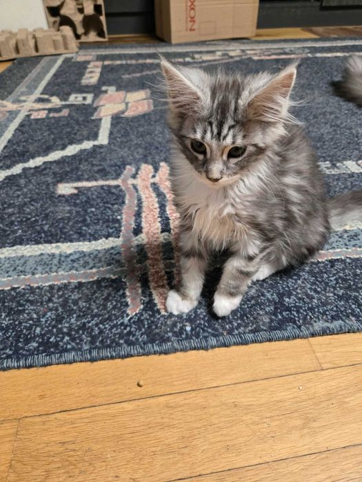 Котенца Мейн Куун