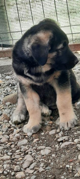 Adopție femela 2 luni